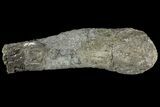 Unprepared Sauropod Fibula Section - Colorado #119866-2